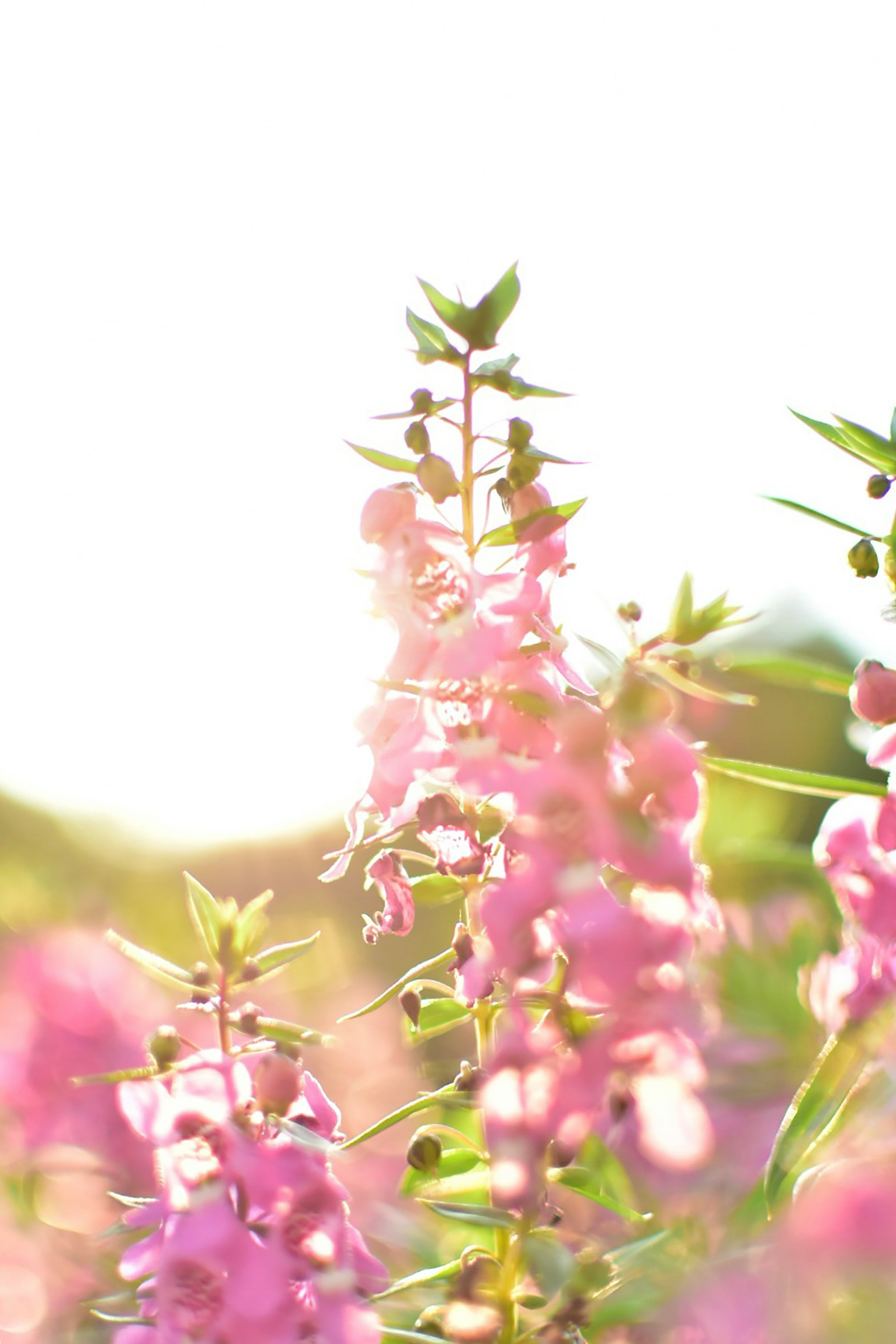 leo chen wfvxn0uw3lk unsplash